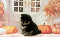 Isaac, a male Pomeranian for sale in Lyons, GA – 4 of 5