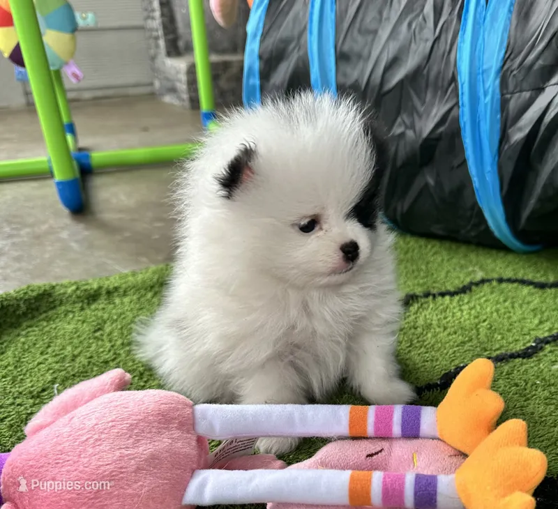 Riker  – Pomeranian puppy for sale in Lyons, GA