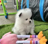 Riker , a male Pomeranian for sale in Lyons, GA – 1 of 8