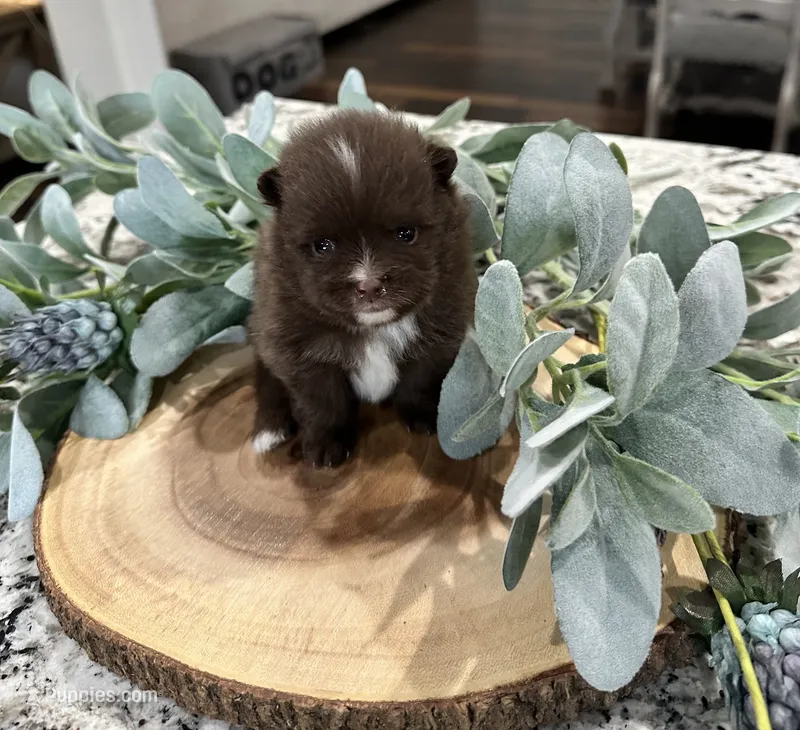 River  – Pomeranian puppy for sale in Lyons, GA