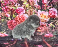 Sabrina , a female Pomeranian for sale in Lyons, GA – 8 of 10