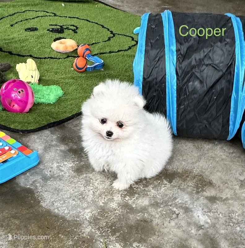 Cooper – Pomeranian puppy for sale in Lyons, GA