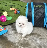 Cooper, a male Pomeranian for sale in Lyons, GA – 1 of 4