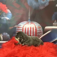 Stella, a female Pomeranian for sale in Lyons, GA – 2 of 2