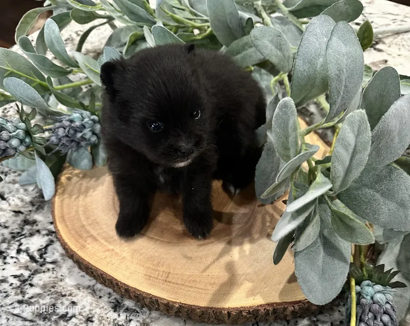 Huck – Pomeranian puppy for sale in Lyons, GA