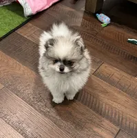 Ted, a male Pomeranian for sale in Lyons, GA – 3 of 4