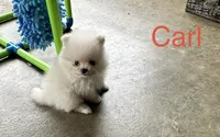 Carl, a male Pomeranian for sale in Lyons, GA – 2 of 8