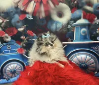 Halle, a female Pomeranian for sale in Lyons, GA – 1 of 1