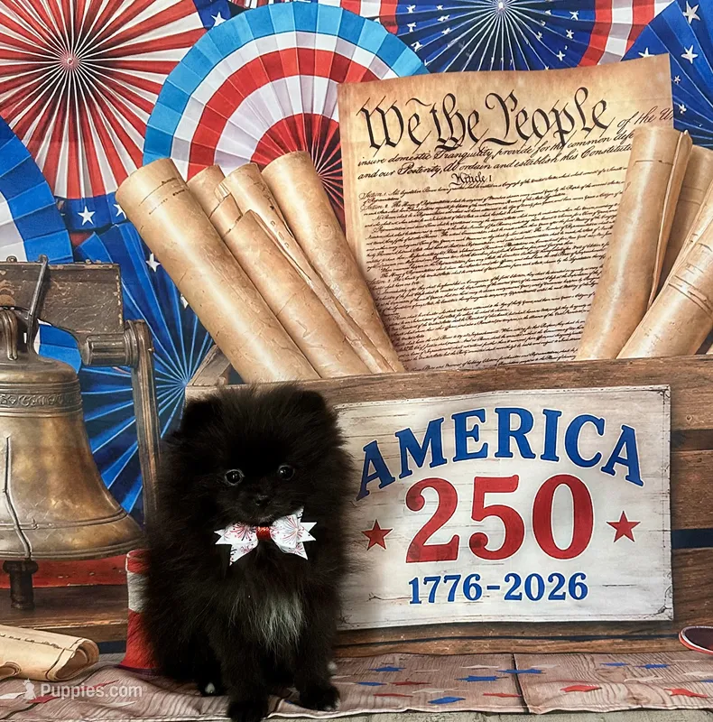 Reid – Pomeranian puppy on hold in Lyons, GA