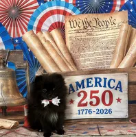Reid, a male Pomeranian for sale in Lyons, GA – 1 of 10