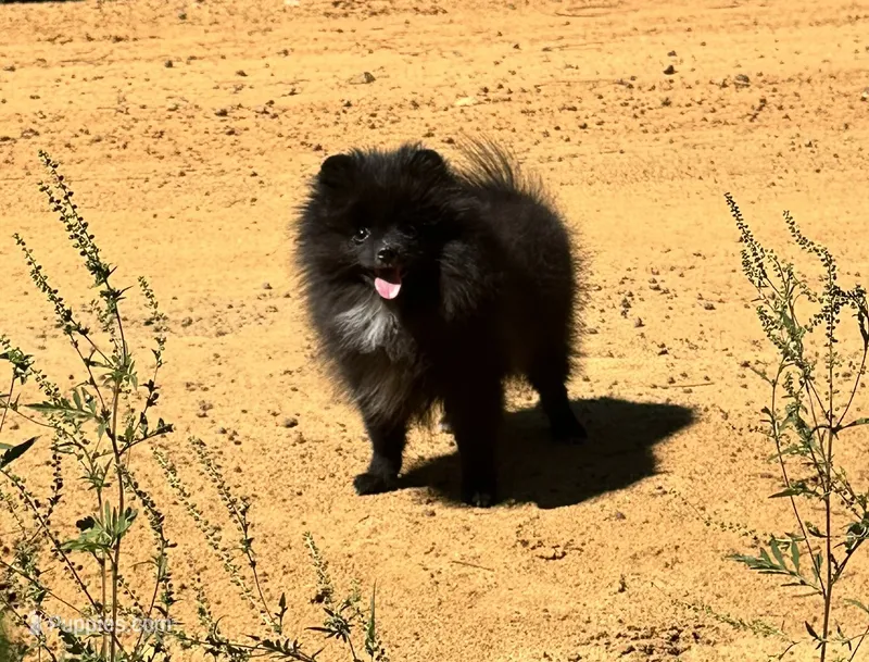 Huck – Pomeranian puppy for sale in Lyons, GA