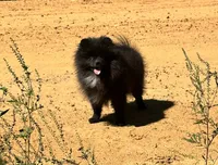 Huck, a male Pomeranian for sale in Lyons, GA – 1 of 10