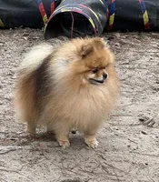 Sharmel, a male Pomeranian for sale in Lyons, GA – 2 of 3