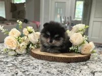 Stella, a female Pomeranian for sale in Lyons, GA – 3 of 10