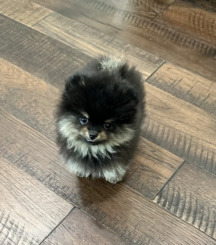 Lexie – Pomeranian puppy for sale in Lyons, GA