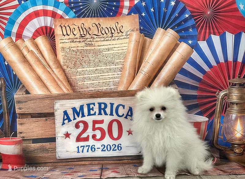 Cooper – Pomeranian puppy for sale in Lyons, GA
