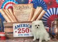 Cooper, a male Pomeranian for sale in Lyons, GA – 1 of 8
