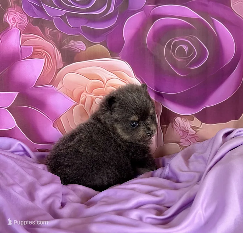 Lanie – Pomeranian puppy for sale in Lyons, GA