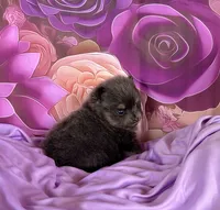 Lanie, a female Pomeranian for sale in Lyons, GA – 4 of 9