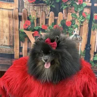 Lily, a female Pomeranian for sale in Lyons, GA – Photo 1 of 9