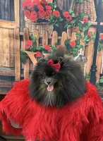 Lily, a female Pomeranian for sale in Lyons, GA – Photo 1 of 9