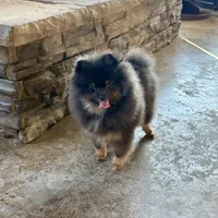 Lily, a female Pomeranian for sale in Lyons, GA – Photo 2 of 9