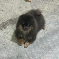 Lily, a female Pomeranian for sale in Lyons, GA – Photo 8 of 9