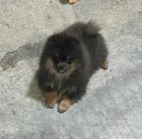 Lily, a female Pomeranian for sale in Lyons, GA – Photo 8 of 9