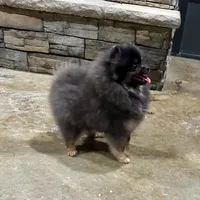 Lily, a female Pomeranian for sale in Lyons, GA – Photo 3 of 9