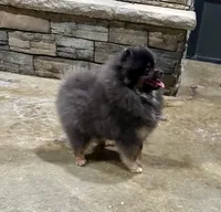 Lily, a female Pomeranian for sale in Lyons, GA – Photo 3 of 9