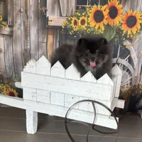 Lily, a female Pomeranian for sale in Lyons, GA – Photo 4 of 9