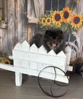 Lily, a female Pomeranian for sale in Lyons, GA – Photo 4 of 9