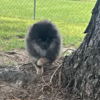 Lily, a female Pomeranian for sale in Lyons, GA – Photo 7 of 9