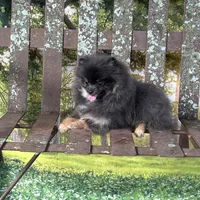 Lily, a female Pomeranian for sale in Lyons, GA – Photo 5 of 9