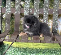 Lily, a female Pomeranian for sale in Lyons, GA – Photo 5 of 9