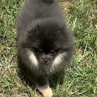 Lily, a female Pomeranian for sale in Lyons, GA – Photo 6 of 9