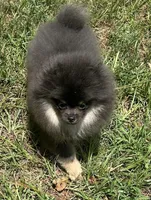 Lily, a female Pomeranian for sale in Lyons, GA – Photo 6 of 9