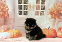 Isaac, a male Pomeranian for sale in Lyons, GA – 3 of 5