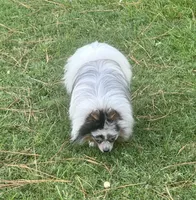 Jango, a male Pomeranian for sale in Lyons, GA – 3 of 4