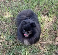 Murphy, a male Pomeranian for sale in Lyons, GA – 4 of 4