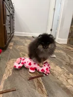 Kye, a male Pomeranian for sale in Lyons, GA – Photo 1 of 8