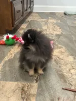 Kye, a male Pomeranian for sale in Lyons, GA – Photo 3 of 8