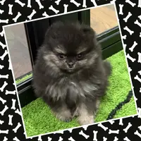 Kye, a male Pomeranian for sale in Lyons, GA – Photo 8 of 8