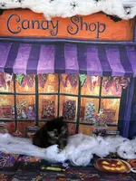 Kye, a male Pomeranian for sale in Lyons, GA – Photo 7 of 8