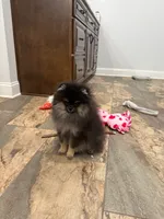 Kye, a male Pomeranian for sale in Lyons, GA – Photo 2 of 8