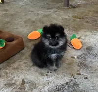 Kye, a male Pomeranian for sale in Lyons, GA – Photo 6 of 8