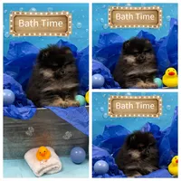 Kye, a male Pomeranian for sale in Lyons, GA – Photo 5 of 8