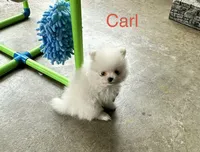Carl, a male Pomeranian for sale in Lyons, GA – 3 of 8