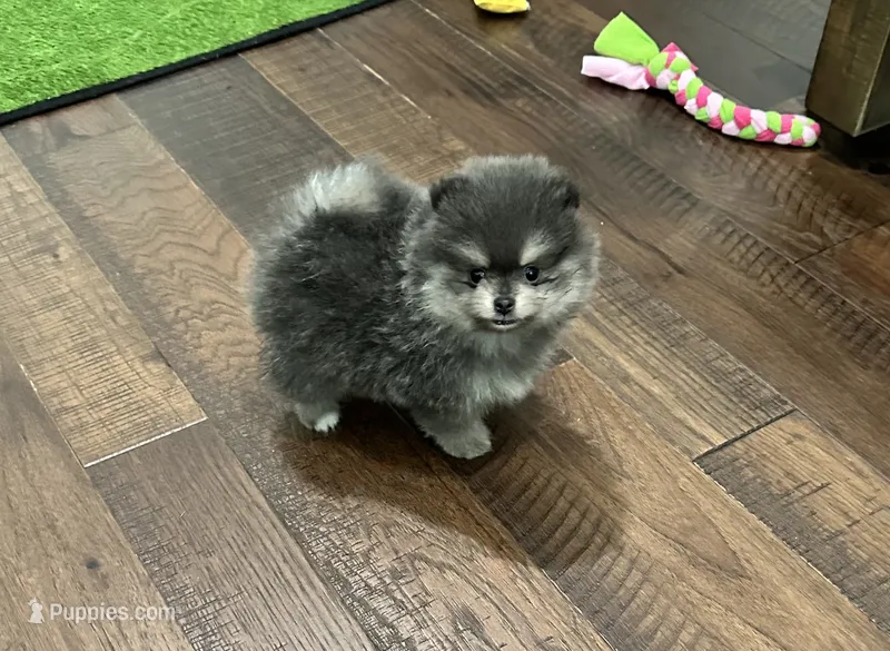 Sabrina  – Pomeranian puppy for sale in Lyons, GA
