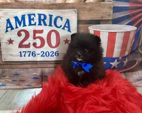 Huck, a male Pomeranian for sale in Lyons, GA – 2 of 6